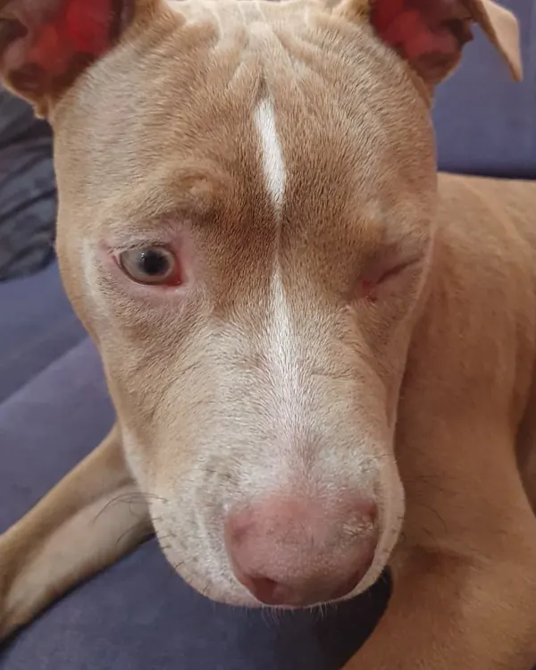 Loki antes do tratamento, com o olho fechado e irritado pela úlcera de córnea causada por arranhão de gato
